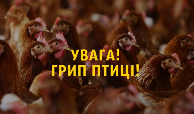 УВАГА! Грип птиці! УВАГА! Грип птиці!