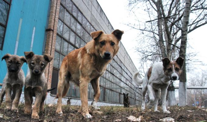 Шановні мешканці м. Старобільськ та району! Шановні мешканці м. Старобільськ та району!