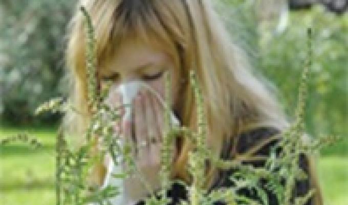 Про небезпеку амброзії та методи її знищення Про небезпеку амброзії та методи її знищення