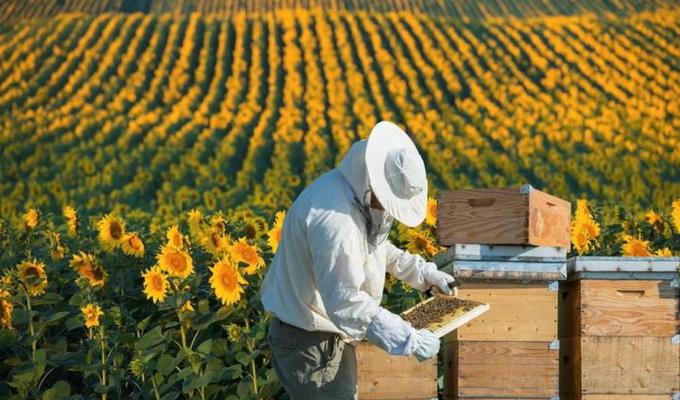 Державна підтримка розвитку тваринництва та переробки сільгосппродукції Державна підтримка розвитку тваринництва та переробки сільгосппродукції