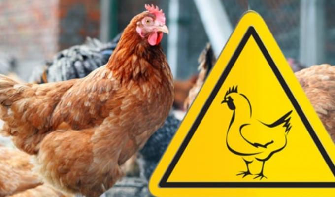 УВАГА! Грип птиці! УВАГА! Грип птиці!