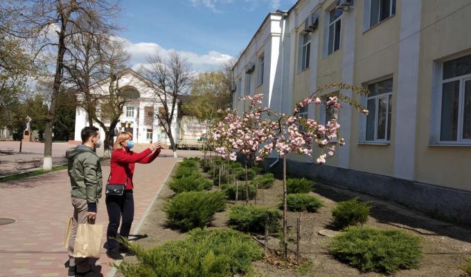 Біля центральної бібліотеки зацвіли сакури Біля центральної бібліотеки зацвіли сакури