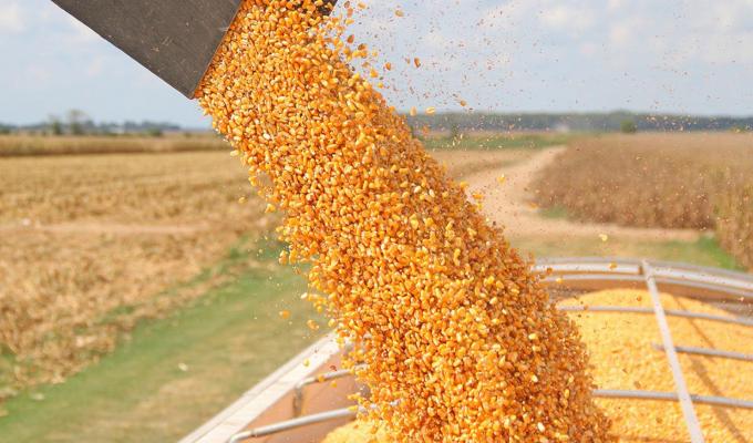 На Марківщині стартувала збиральна кампанія пізніх зернових культур На Марківщині стартувала збиральна кампанія пізніх зернових культур