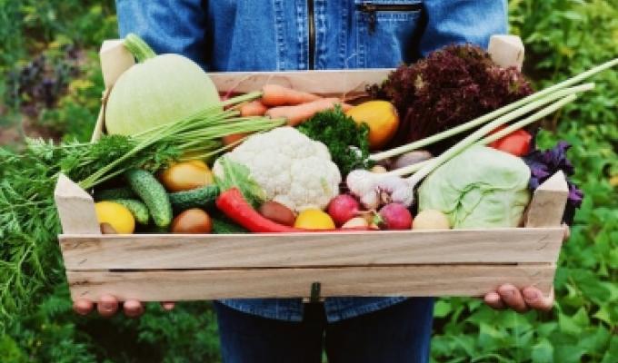 Для сімейних фермерських господарств спрощено оподаткування Для сімейних фермерських господарств спрощено оподаткування