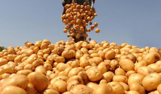 Затверджено порядок надання Держпідтримки виробникам картоплі Затверджено порядок надання Держпідтримки виробникам картоплі