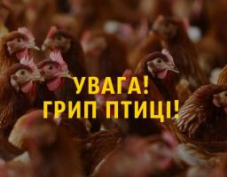 УВАГА! Грип птиці!