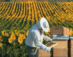 Державна підтримка розвитку тваринництва та переробки сільгосппродукції
