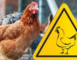 УВАГА! Грип птиці!