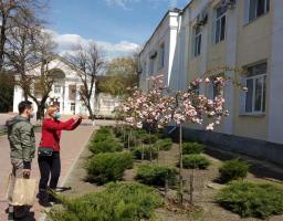 Біля центральної бібліотеки зацвіли сакури
