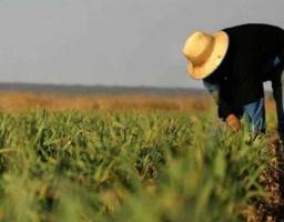 У сільському господарстві українці найчастіше працюють «у тіні»